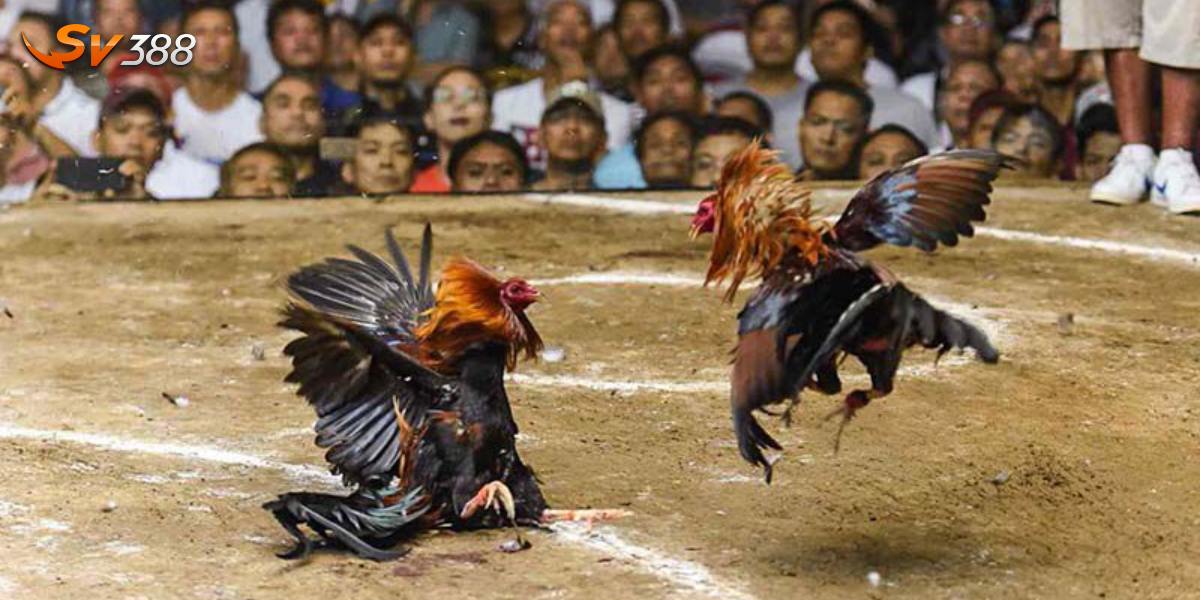 Hiểu biết về đá gà là một lợi thế