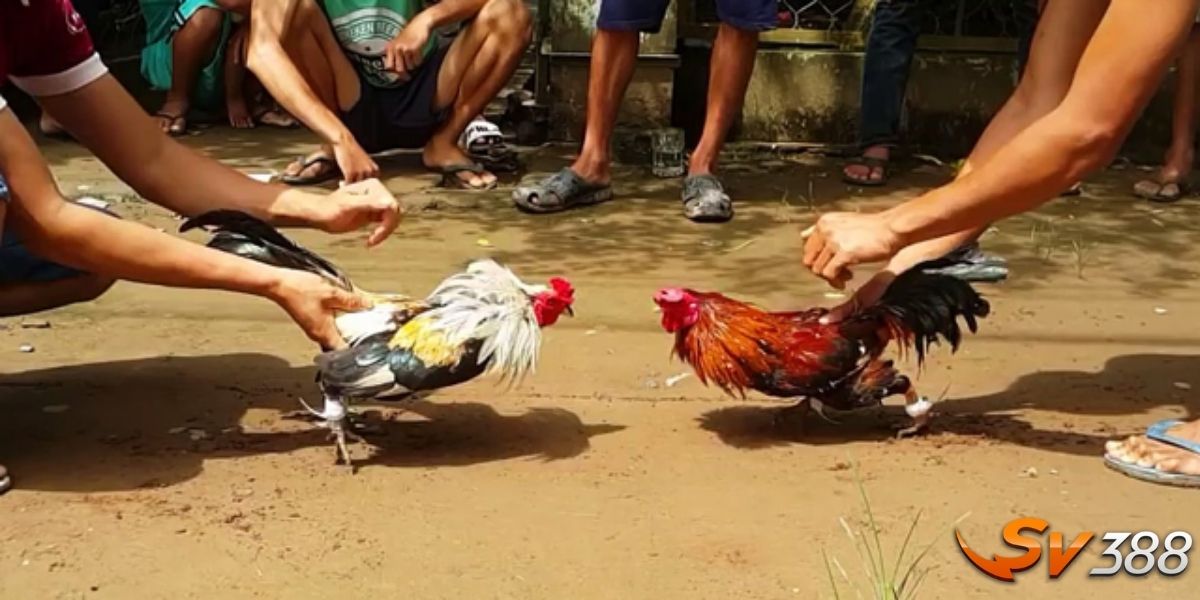 4 lưu ý cần rõ khi sới gà
