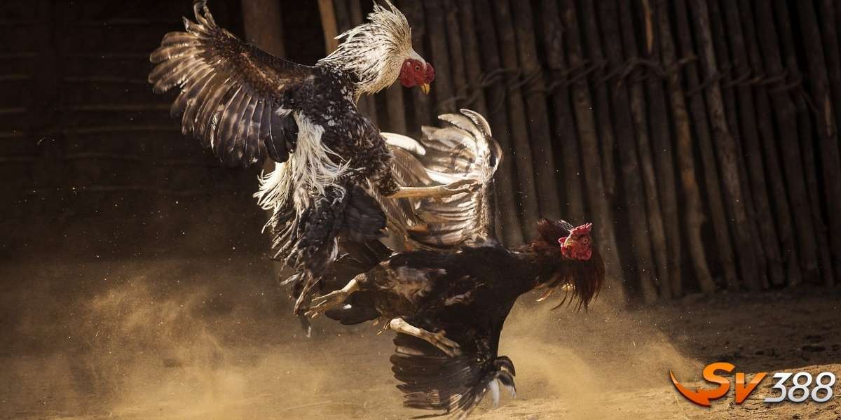 Bí quyết giúp bạn chơi đá gà trên mạng ăn tiền hiệu quả