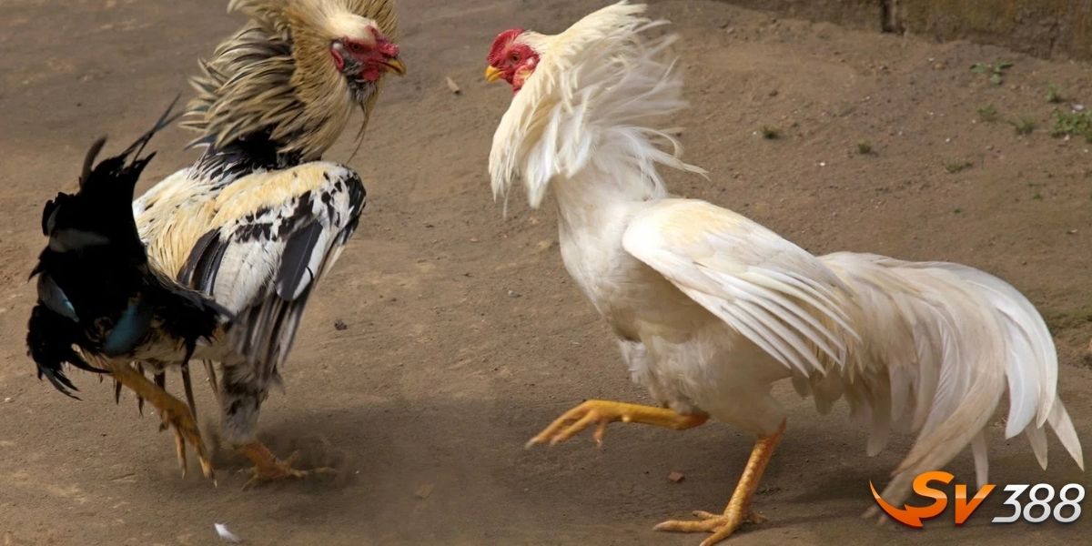 Đá gà đòn là gì?