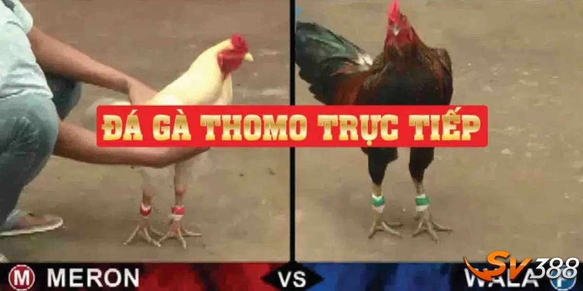 Đá gà trực tiếp là gì?