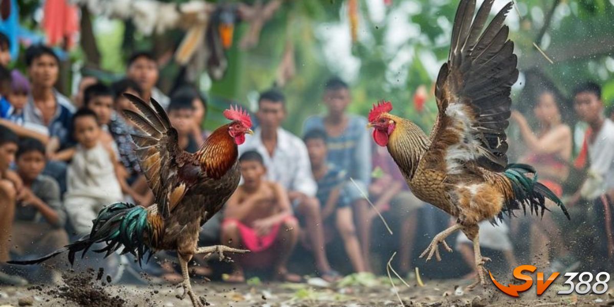 Hé lộ cách hay để chọn nơi cược đá gà đỉnh cao