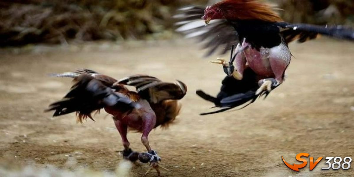 Hé lộ nơi diễn ra nhiều mà so tài kịch tính của các gà chiến