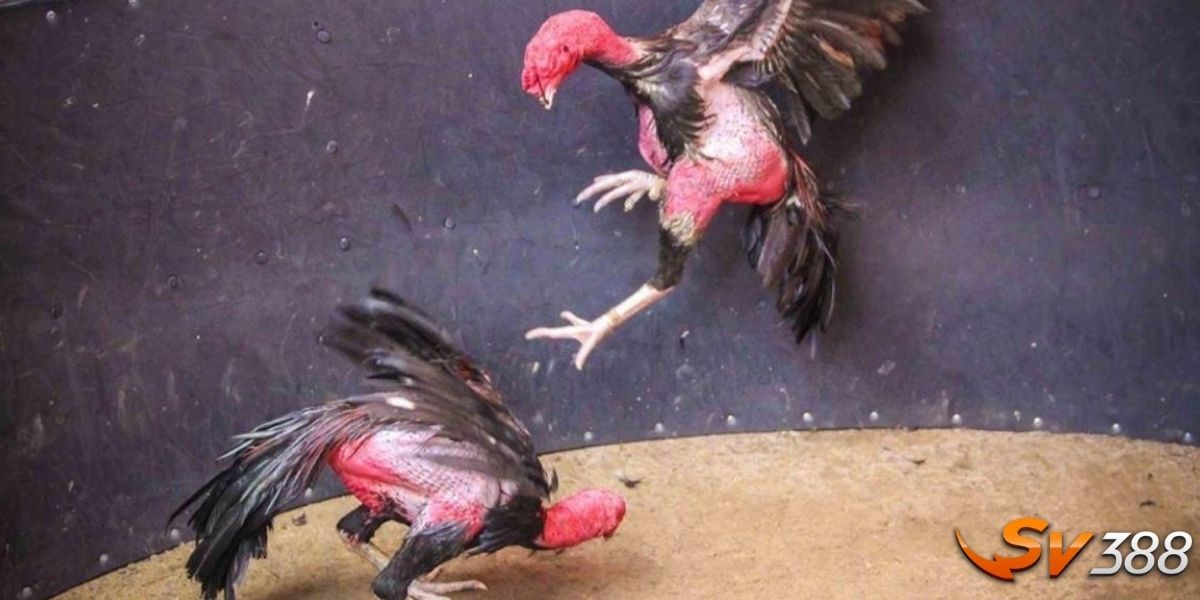 Luật đá gà đòn bạn cần nắm rõ