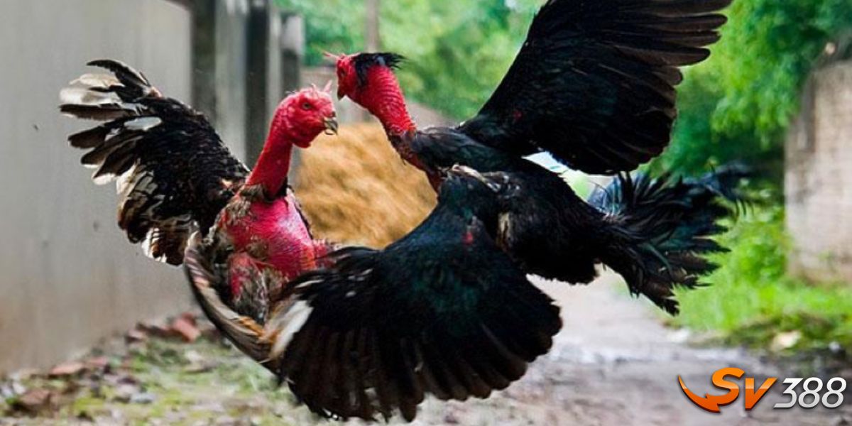 Những kiểu cược đá gà đỉnh cao nên nắm rõ