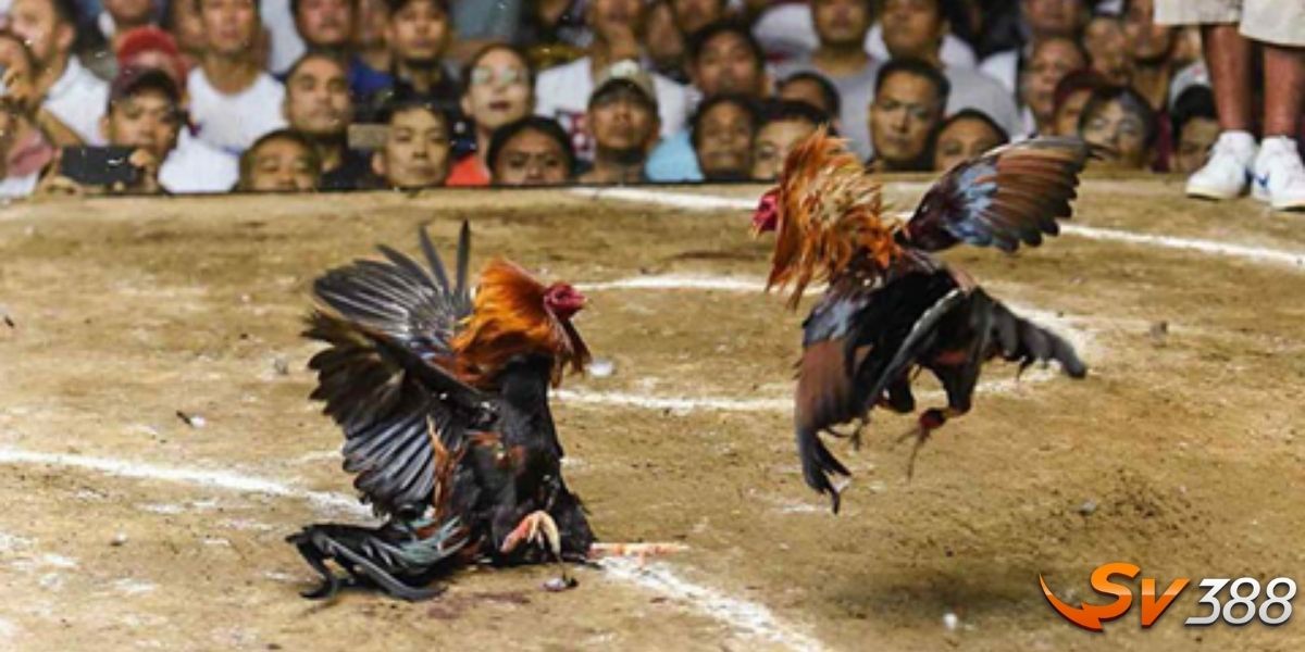Sới gà là gì?