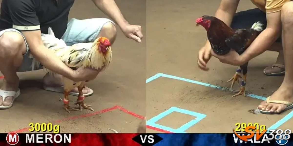 Tại sao đá gà trực tiếp lại được nhiều người yêu thích?